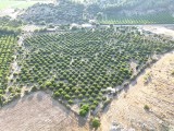 KOZAN KÜÇÜKATEŞ Emlak'tan Asfalt Kenarı Yetişmiş Portakal Bahçesi
